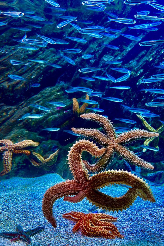 ptxco_experiencias_aquarium_1